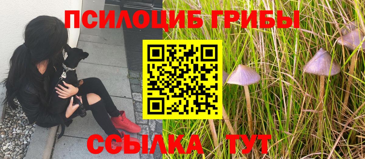 Псилоцибиновые грибы Cubensis Заречный